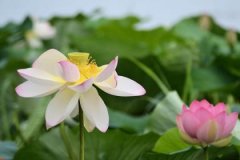 山头火和金箔金配吗，山头火和金箔金婚姻如何