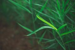 戊戌日生于戌月解析，戊戌日生于戌月命运好吗