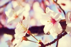 甲寅日精论，甲寅日命运分析，什么是甲寅日