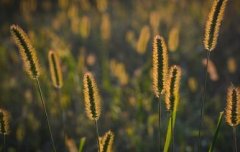 什么八字的人有官命