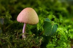 庚辰日与戊子日配吗，庚辰日柱与戊子日柱是否