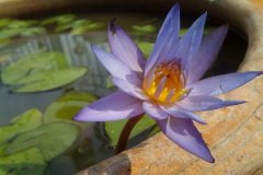 壬子日生于未月解析，壬子日生于未月命运好吗