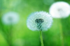日柱桃花是什么意思，桃花在时柱意味着什么