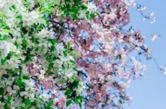 八字桃花的查法，命带桃花的特点
