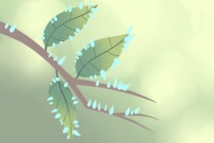 在感情中是颗花心萝卜的生肖