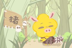 亥猪五行属什么