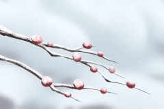快围观 2017年属猪贵人