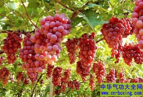 夏天吃葡萄好处多 提神解乏、安神助眠
