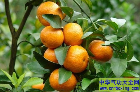 后悔以前都丢掉!8大橘子皮健康妙用