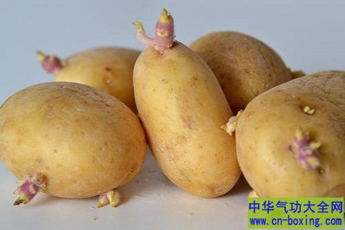 发芽的马铃薯