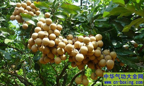 桂圆