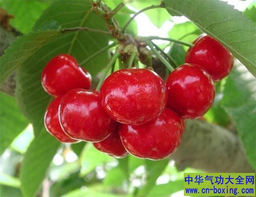 樱桃