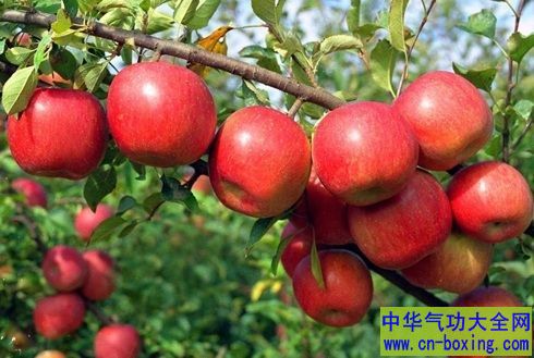 早上空腹吃苹果好吗?哪类人不宜吃苹果