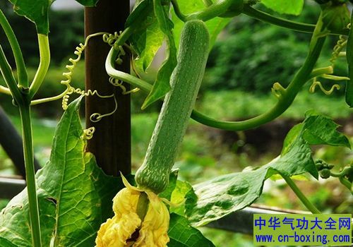 夏天丝瓜好处多 丝瓜排毒让你更显年轻