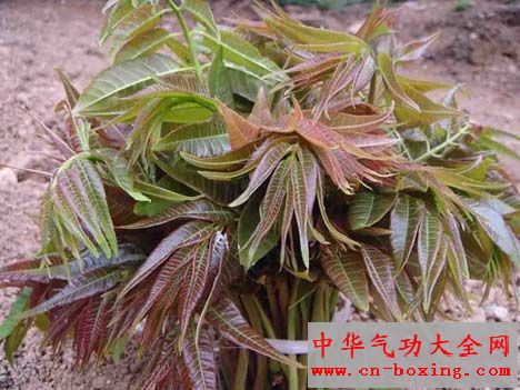 香椿