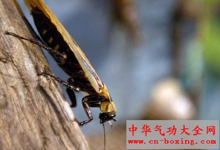 春夏驱虫妙招:对付蟑螂有法宝