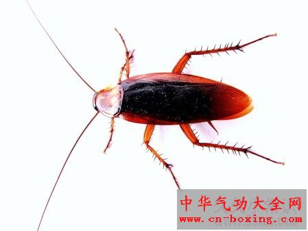 春夏驱虫妙招:对付蟑螂有法宝