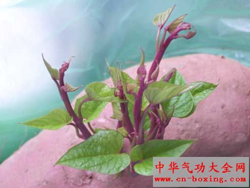 地瓜发芽,可以吃