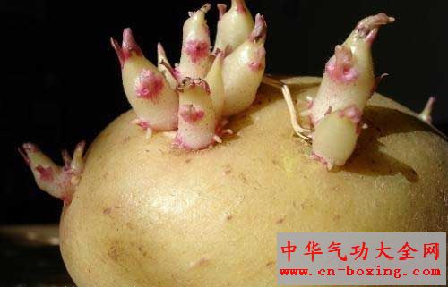 马铃薯发芽,快丢掉!