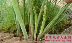 挑选芦笋的方法 芦笋具有防治癌症和提高免疫力